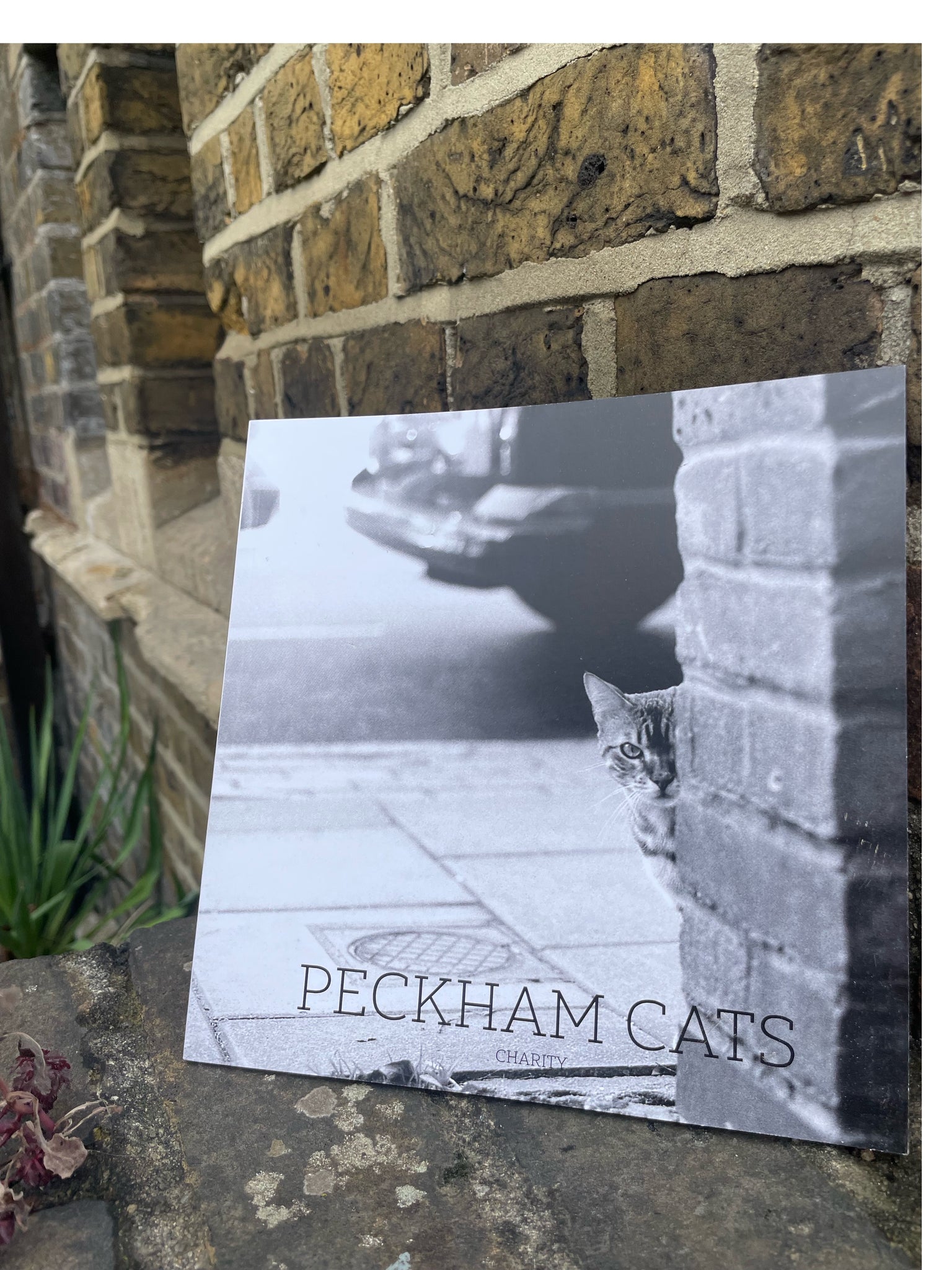 Peckham Cats